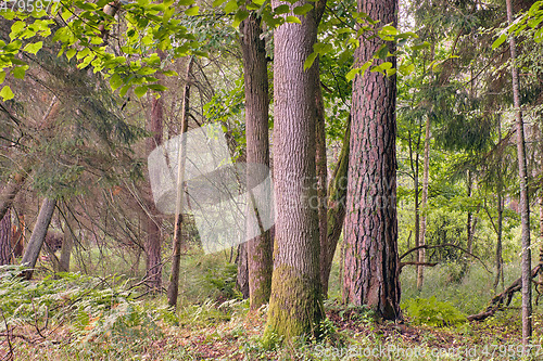 Image of Old trees in summer morning
