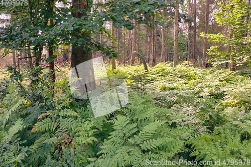 Image of Deciduous forest in sunrise