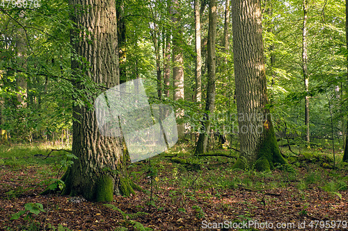 Image of Old oak trees in morning mist