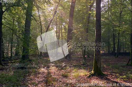 Image of Old oak trees in morning mist