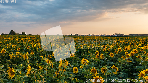 Image of Sunflower field in summertime morning