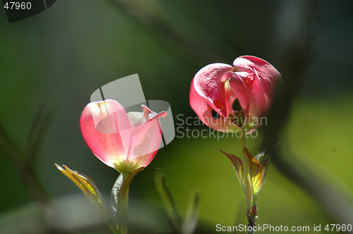 Image of Flower,