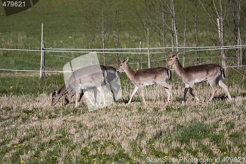 Image of fallow deer