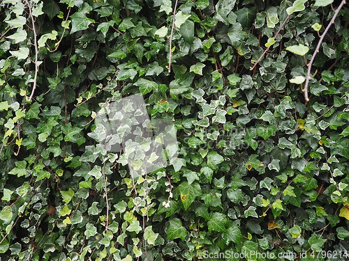 Image of Ivy plant leaves