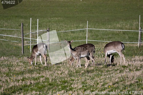 Image of fallow deer