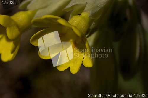 Image of cowslip