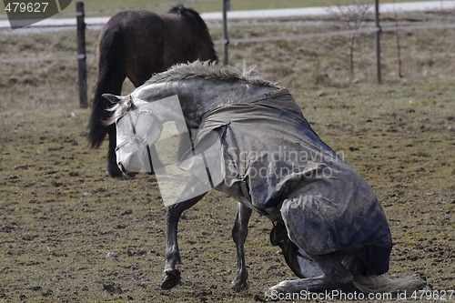 Image of sitting horse