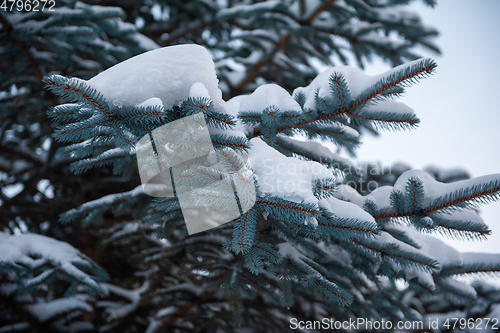 Image of Snow-covered fir trees