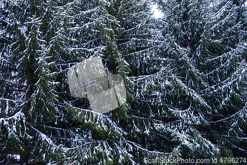 Image of Snow-covered fir trees