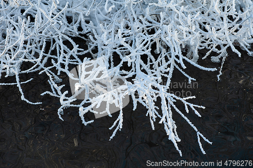 Image of Trees covered with frost