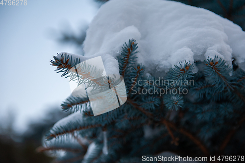 Image of Snow-covered fir trees