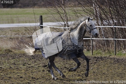 Image of cantering horse