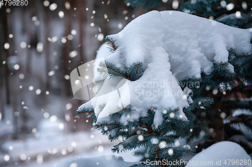 Image of Snow-covered fir trees