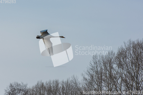 Image of Beautiful white whooping swans