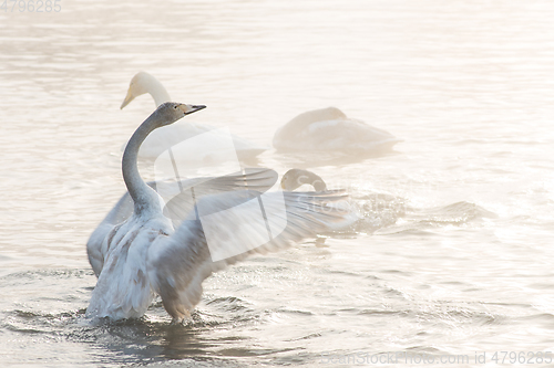 Image of Beautiful white whooping swans