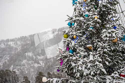 Image of New year fir tree