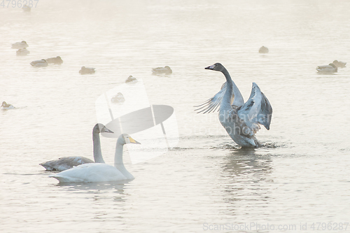 Image of Beautiful white whooping swans