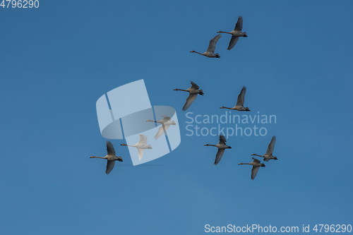 Image of Beautiful white whooping swans