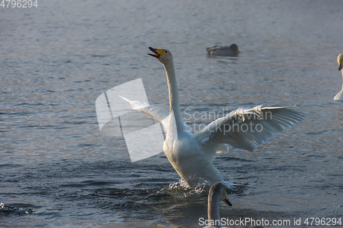 Image of Beautiful white whooping swans