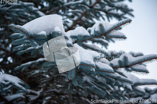 Image of Snow-covered fir trees