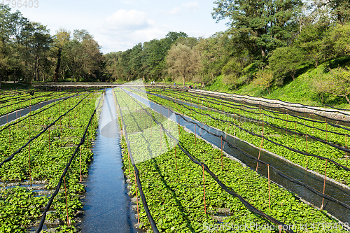 Image of Wasabi field