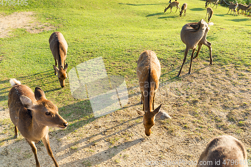 Image of Deer at farm