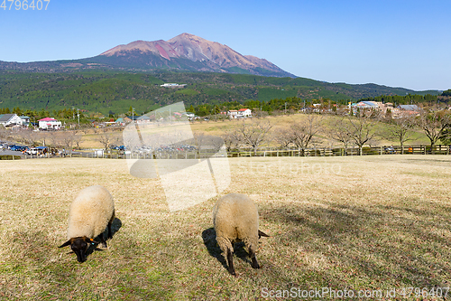 Image of Sheep farm with mount Kirishima