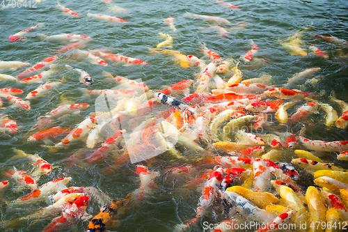 Image of Colorful fancy carp fish, koi fish