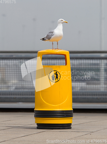 Image of Seagull on an old yellow bin