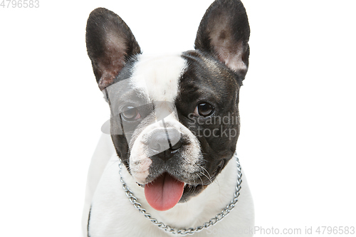 Image of french bulldog dog isolated on white background