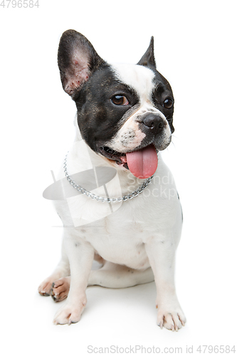 Image of french bulldog dog isolated on white background