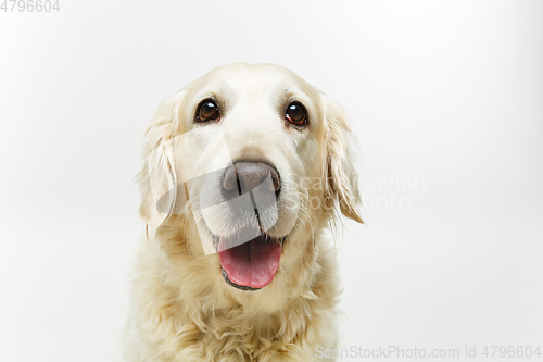 Image of beautiful adult golden retriver dog on white background