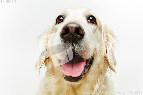 Image of beautiful adult golden retriver dog on white background