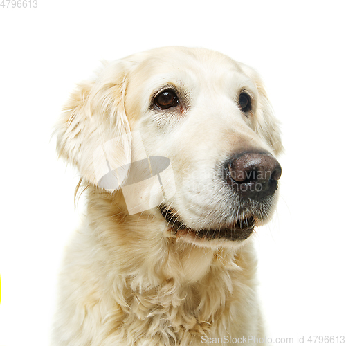 Image of beautiful adult golden retriver dog on white background