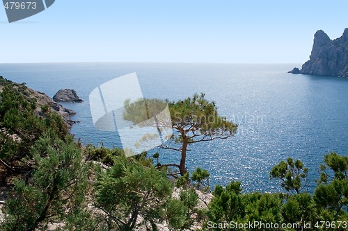 Image of Tree in mountains, sea, sky. Ukraine. Southern coast of Crimea.