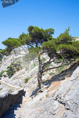 Image of Tree in mountains. Ukraine. Southern coast of Crimea.