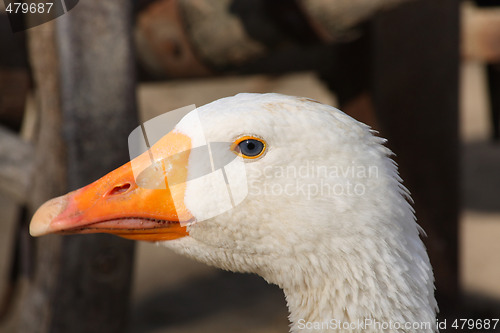 Image of Goose