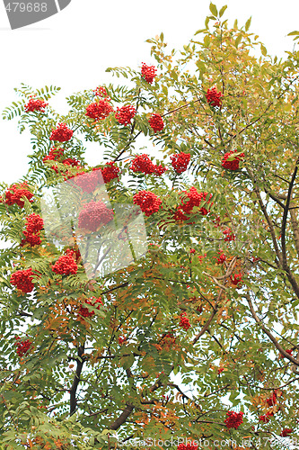 Image of Rowanberry tree