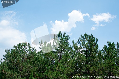 Image of Green pines against the sky and clouds