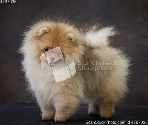 Image of portrait of pomeranian spitz puppy