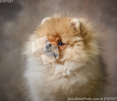 Image of portrait of pomeranian spitz puppy