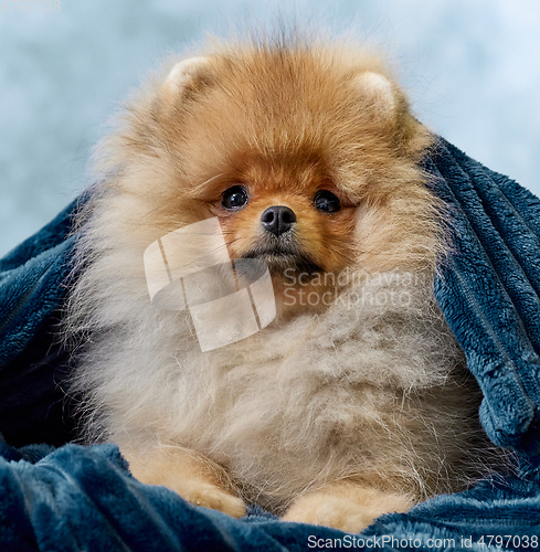 Image of portrait of pomeranian spitz puppy
