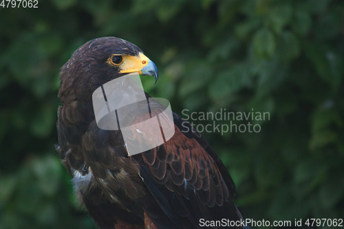 Image of black and brown eagle