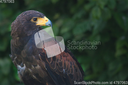 Image of black and brown eagle