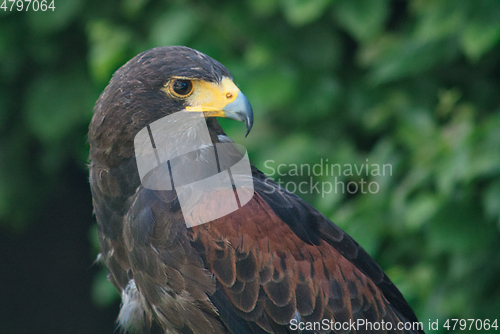 Image of black and brown eagle