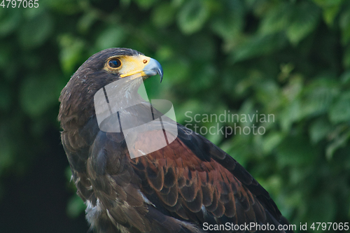 Image of black and brown eagle