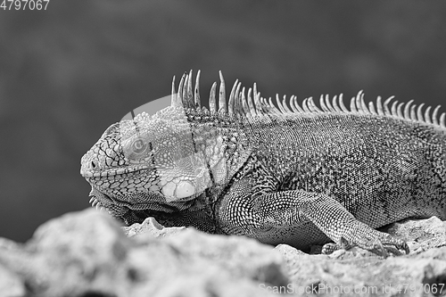 Image of Green iguana