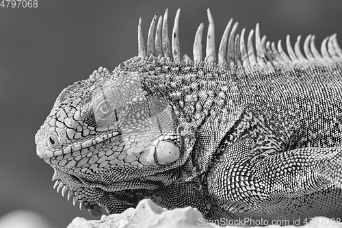 Image of Green iguana