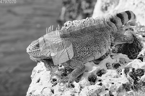 Image of Green iguana