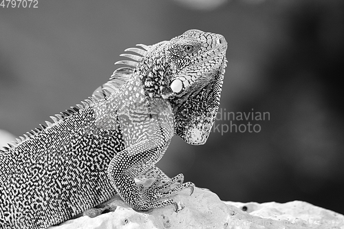 Image of Green iguana